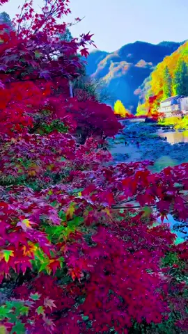 #香嵐渓美しい紅葉景色 #Beautiful  Scenery In Aichi Japan 