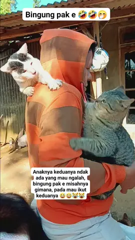 bingung kan bapak e 🤣🤣😹😹 #catlover #pecintakucing #catrescue 