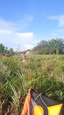 kalau tak pandai nimpak biar bang imam ajari tet 😅😅😅 @imamarifin464  @maikhelatet 