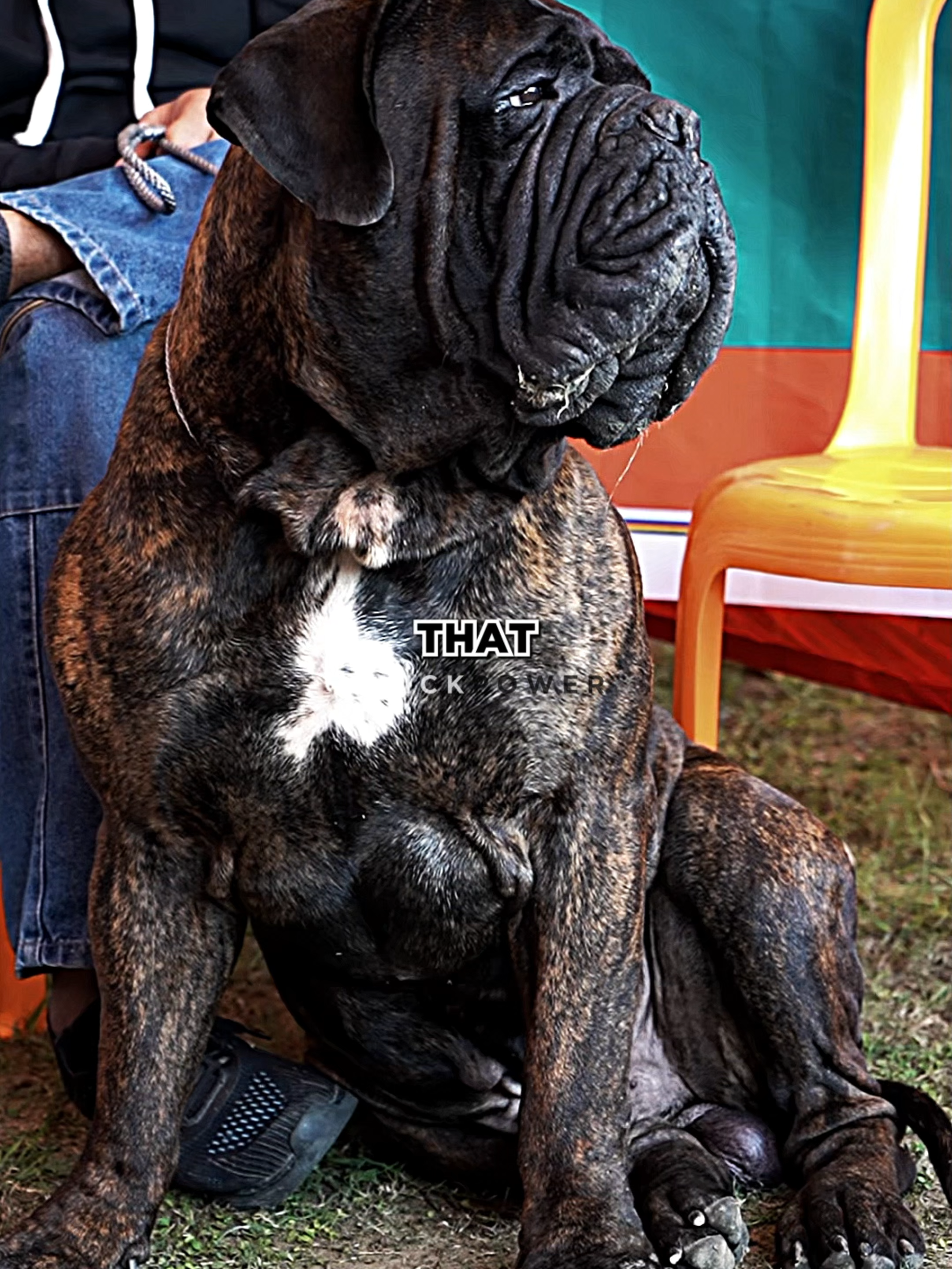 Why You Shouldn't MESS With Mastiffs😱🐕‍🦺 #joerogan #mastiff #dog #dogstory #storytime