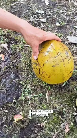kelapa mudanya dulu kawan  #typ #kupaskelapa #petanikelapa 