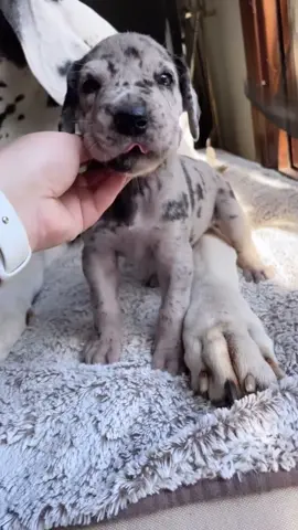 Merle female, having some a great solo moments with mummy 😍😍😍❤️ #GreatDane #DaneLife #DogsofTikTok #PetLovers #CuteDogs     