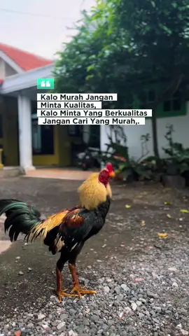 Butuh Proses dan Kesabaran 🐓sebentar lagi kita coba jalan2 #promomakanharian #ayammangon #lakoneapitasor #breedingayam #kandangkopral 