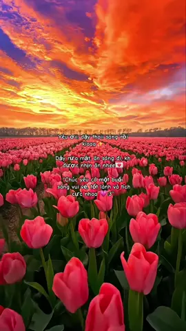 “Chúc yêu sáng vui vẻ 💌🌷” #gocchill #tinhyeu #yeuem #nhatban🇯🇵 #xuhuongtiktok 