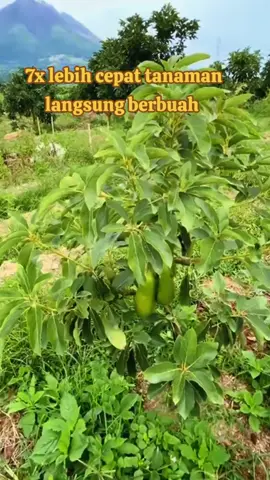 cara agar pohon alpukat lebih cepat berbuah #pupuktanaman #booster #alpukat 
