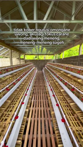 tiba2 beternak ayam 😅 kadang suka bingung sama pikiran sendiri 🤣  #ternakayam #ayampetelur 