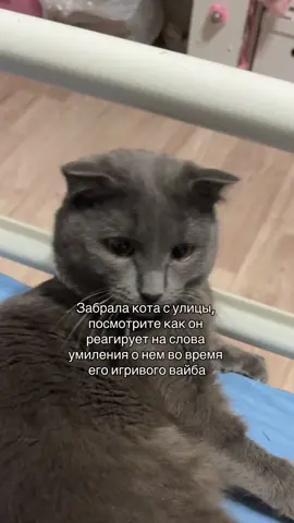 Уже два месяца живет со мной, и только сейчас узнала об этом #кот 