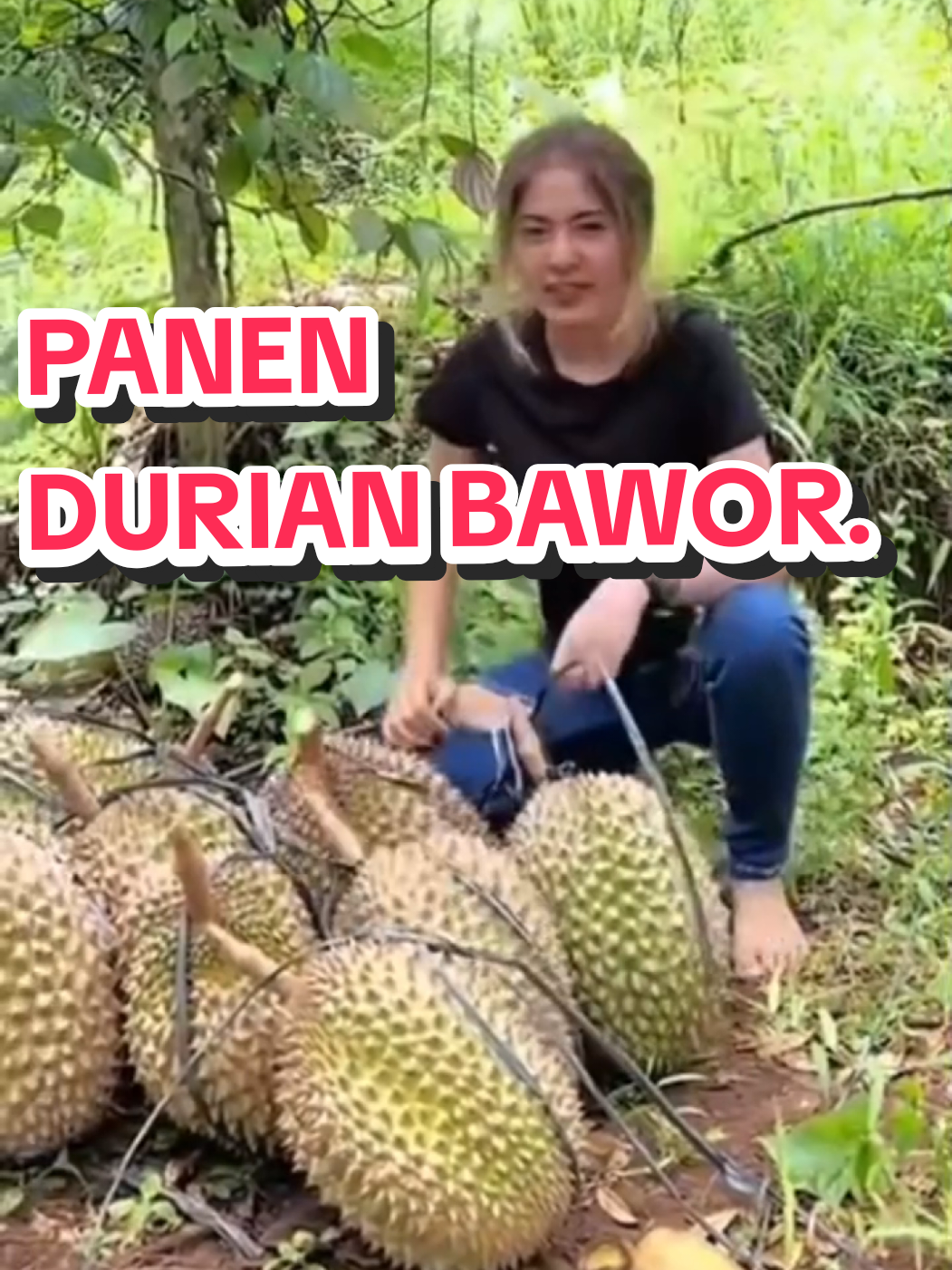 panen durian bawor #sadunbawor #durianbawor 