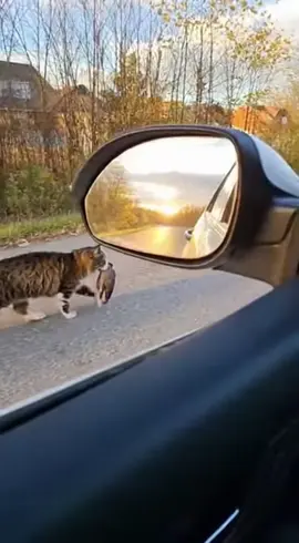 Unexpected Clip 🤯 😀  #cat #catlover #catwalk #catlove #catviral 