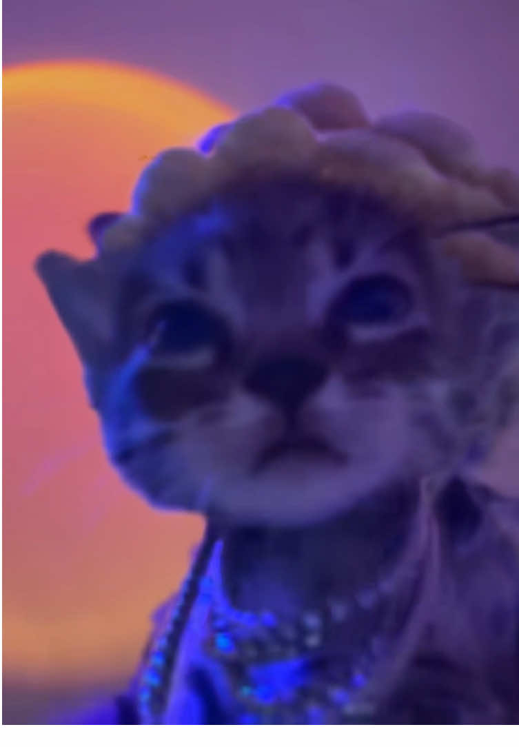 Wait for the bass drop... #bassdrop #catdance #rave #fyp #viral 