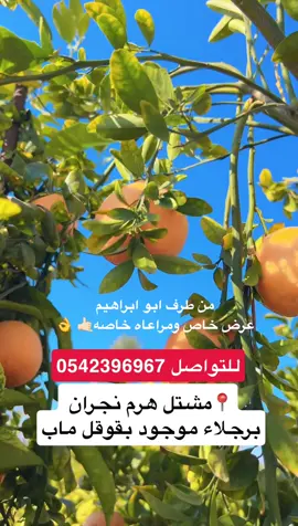 #مشاتل نجران# أشجار مثمرة نجران يوسفي برتقال ليمون ##هايكنج_نجران##المملكة_العربية_السعودية##جده_الكورنيش_الواجهه_البحريه