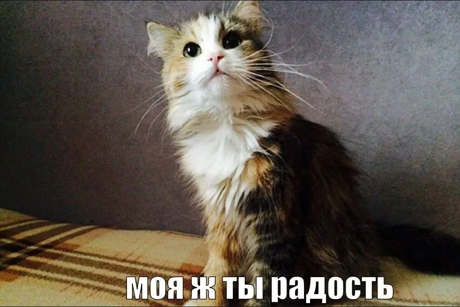 тгк: метаиронические и постиронические мемы  #метаирония #постирония #мемы