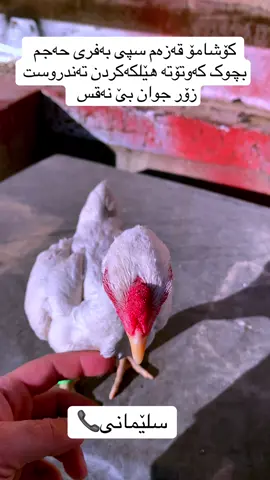 #سلێمانیەکەم_هەولێر_کەرکوک_کەلار_سەیسایەق #شامی_قەزەمی_سپی_سادەفول_فول_زۆرجوان_شازە 