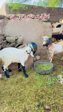 #faryou_tiktok_viral_video_faryour_page @ناصراقبال🌷 