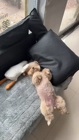 ngủ gì dữ zậy#quanaothucung #thucung #chó #pest #xyzbca 