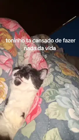 comendo uma pipoquinha #mulherdepreso🔓🕊👫💍 #fyyyyyyyyyyyyyyyyyyy #gato #catsoftiktok #frajola 