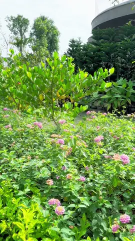 🍃Những ngày thời tiết đẹp ở Sài Gòn ❄️ 🌱Cùng thư giản ở Biệt Thự Rừng hít tí không khí se lạnh trong lành này tại Retreat Forest thật tuyệt ☺️🌿🏕️ #ecoretreat #RetreatForest #SongGiuaRung #miyawaki #viethanluxestate 