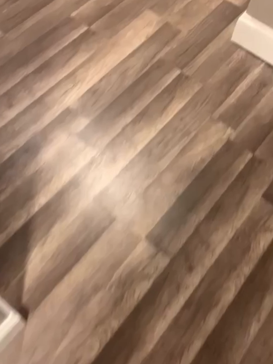 #cat #catsoftiktok #animal #PetsOfTikTok