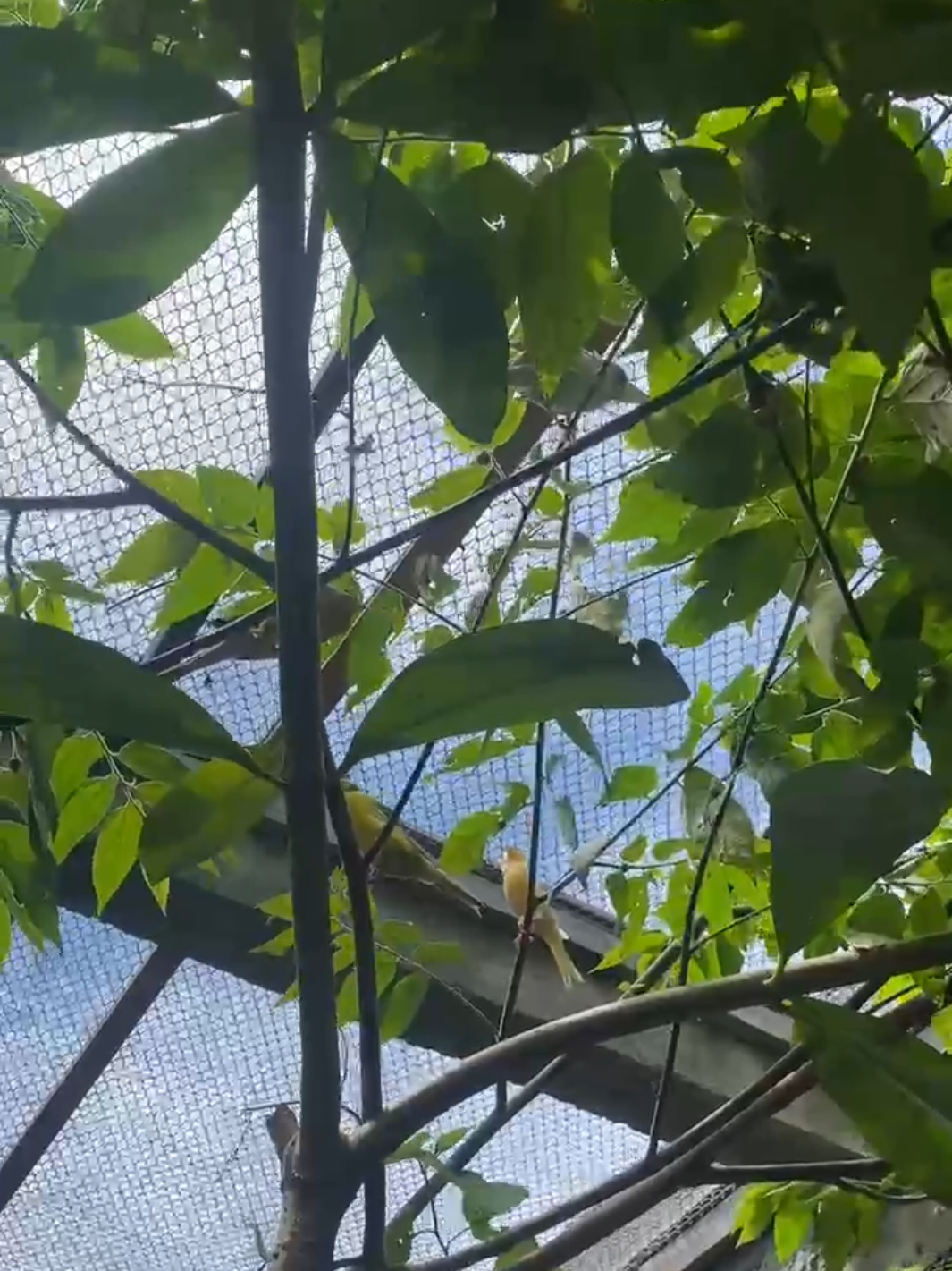 berkembang biak dgn cara alami #burung #canarias #bird #kenari #canary