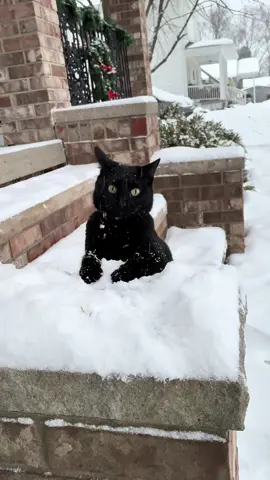 Our little snow leopard.  #cat #snow #fyp #snowfall #for 