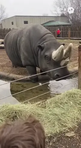 #Arsinoitherium #soraai #prehistoric #fyp 