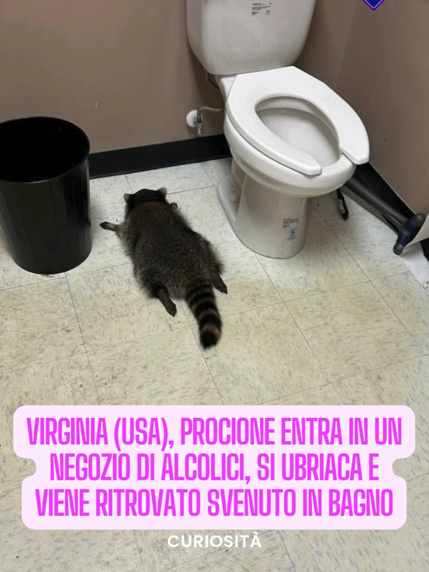 E' stato trovato svenuto nel bagno dopo essersi ubriacato. E' la storia di un procione che è entrato in un negozio di alcolici in Virginia, negli USA. L'animale ha accidentalemte fatto cadere le bottoiglie che contenevano alcolici e ha leccato il contenuto. Si è ubriacato talmente tanto che è stato ritrovato dai dipendenti del negozio  svenuto per terra in bagno. Lo sventurato animale è stato riaccompagnato al rifugio a cui appartiene e si è prontamente ripreso 🦝 La notizia è diventata virale in tutto il mondo immagini: Hanover County Animal Protection and Shelter #procione #racoon  #radionorba #perte #foryou