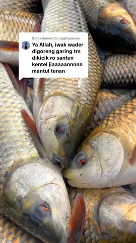 Membalas @sagitapesexiki enake di santen asam manis pake nanas 