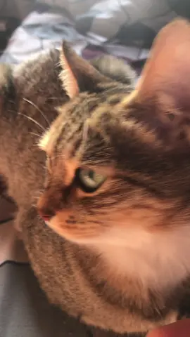 #cat #pussa 