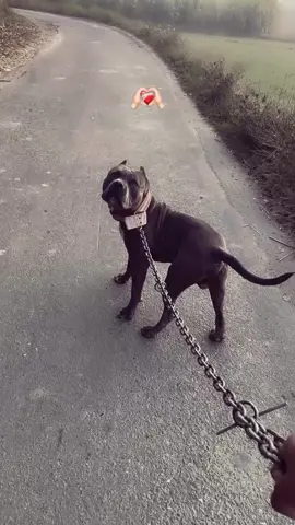 Pittbull Beauty #dogs #doglovers #foryoupage❤️❤️ #unfreezemyaccount #fyp 