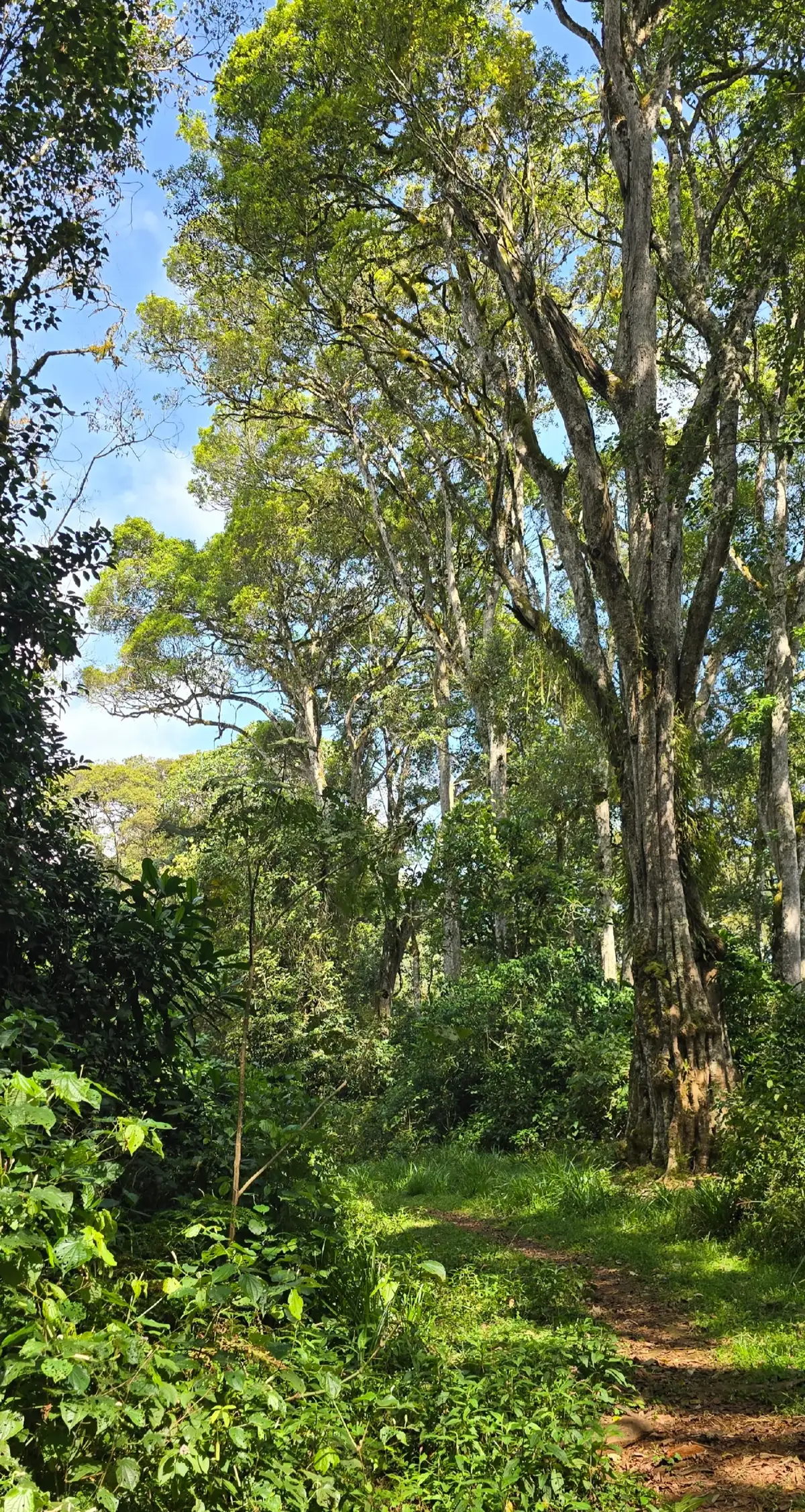 Forest therapy🌿 #forest #mountains #Outdoors #Hiking #nature 