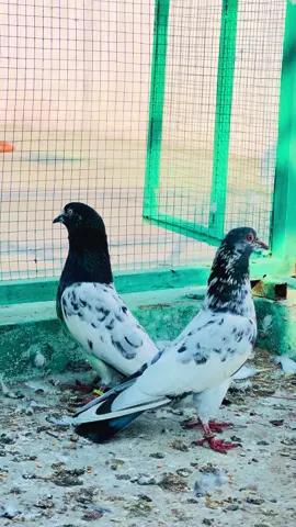 شوق 💫#foryou #ktsqalander #pigeonlover #foryoupage 