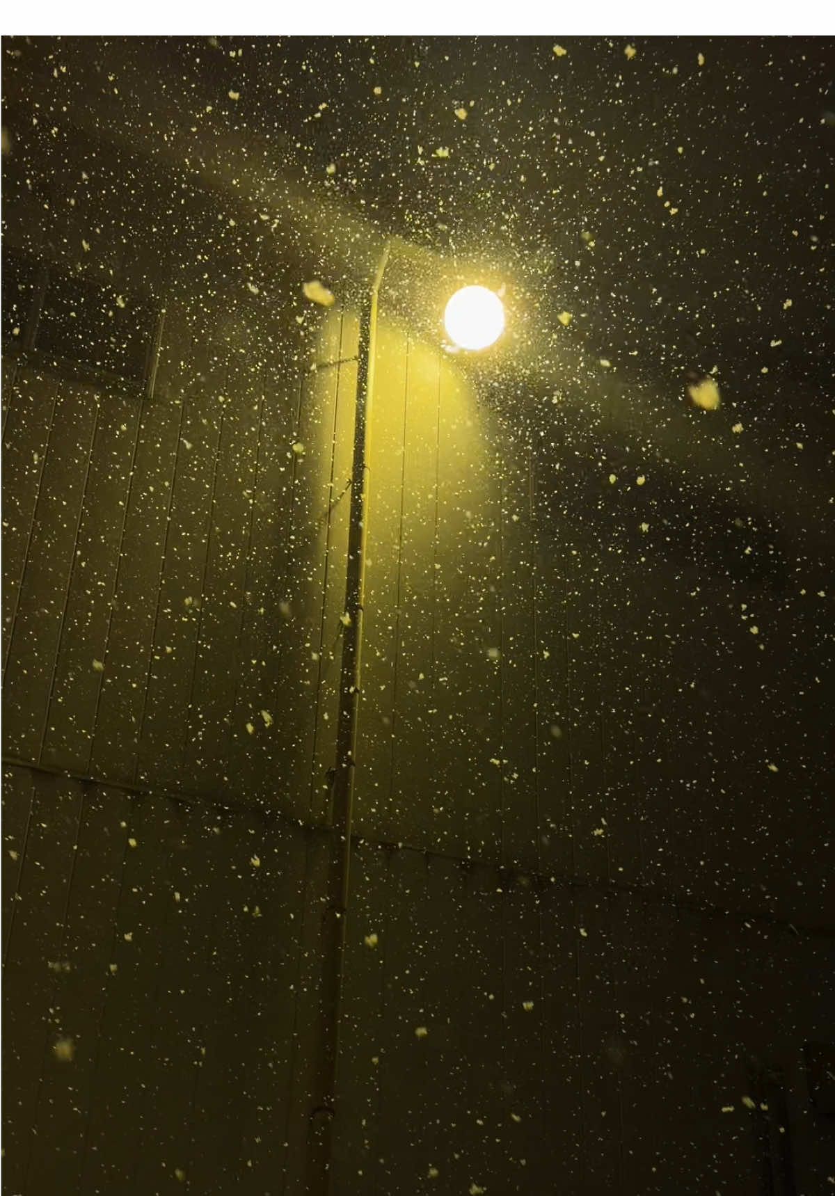 Tuyết đầu mùa ❄️ #snowman #tuyetdaumua #fyp 