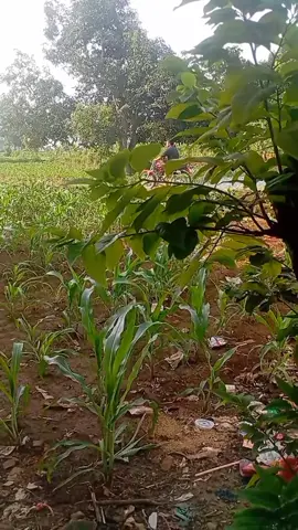 #fyppppppppppppppppppppppppppppppppppp #rxkingnusantara #rxbleyer@betex🇺🇸 