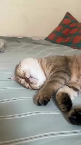 Ngilerr ga tuhh 🫵🏻🗿 #kucing #kucinggemoy #kucingoren #kucinglucu #kucingviral 