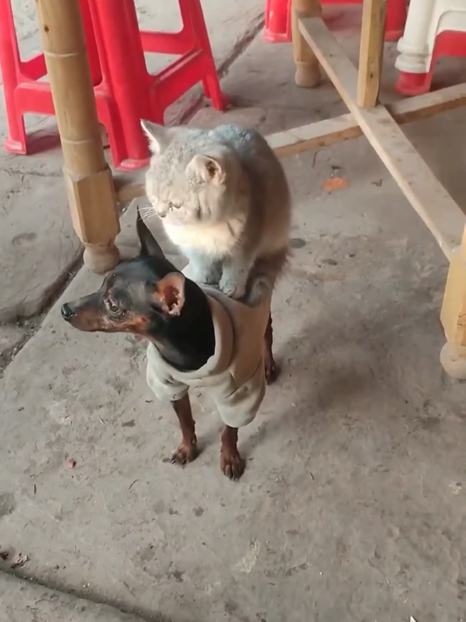 #cat #cute #catvideo #cutecat #funny 