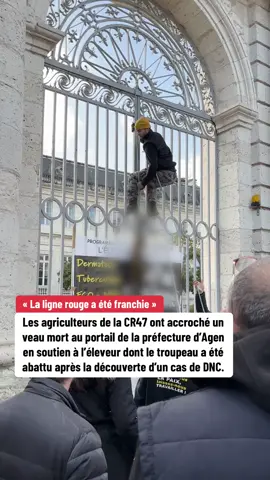 « La ligne rouge a été franchie. » Les agriculteurs de la CR47 ont accroché un veau mort au portail de la préfecture d’Agen en soutien à l’éleveur du Doubs, dont le troupeau a été abattu après la découverte d’un cas de dermatose nodulaire contagieuse.  #agriculteurs #agriculture #lotetgaronne #CR #apprendresurtiktok 