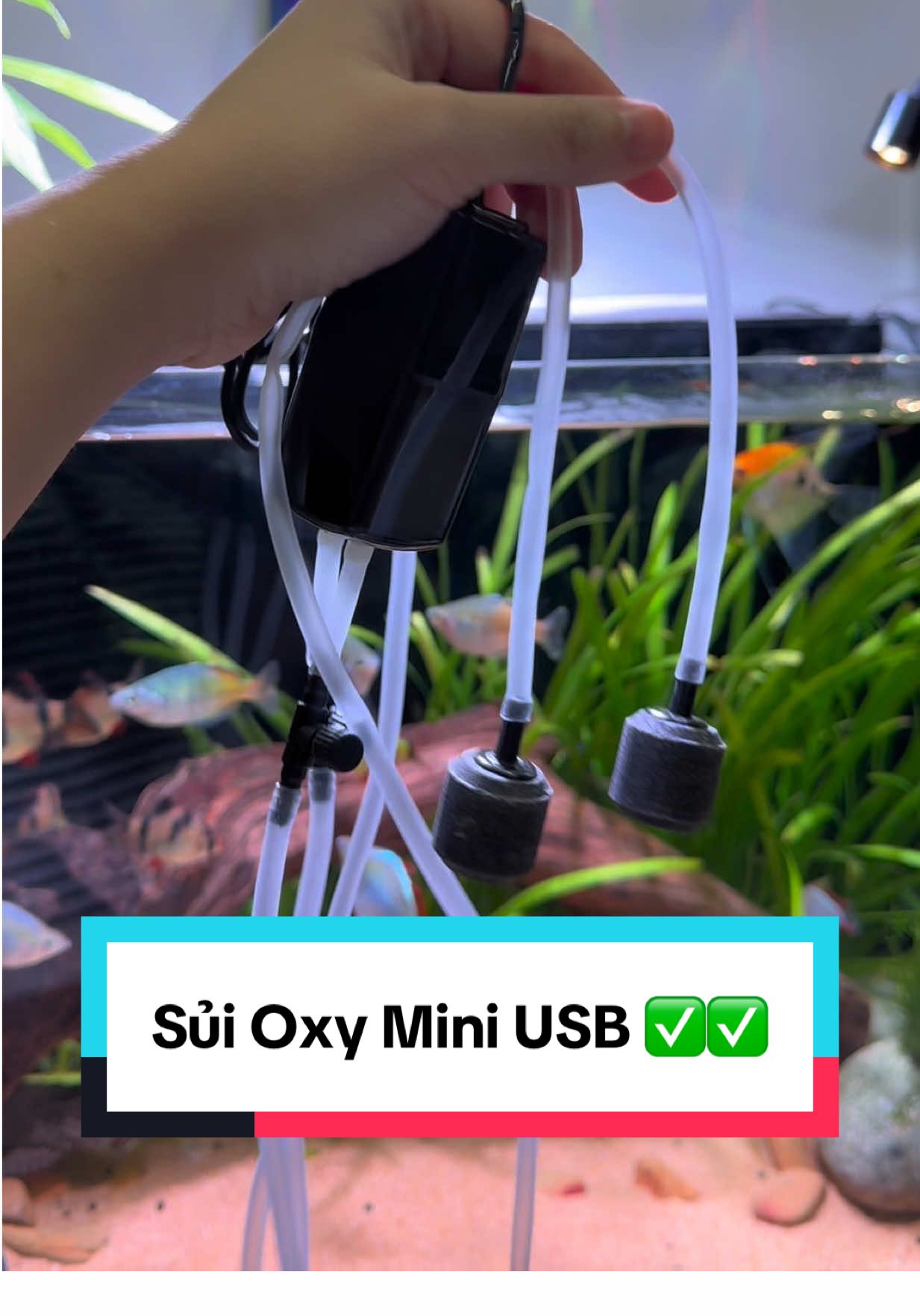 Một máy sủi oxy nhỏ gọn, 2 vòi, cổng usb, đem đi câu cá hay để hồ cá cũng quá oke 🐠✅ #suioxyusb #maysuioxytichdien #suioxymini 