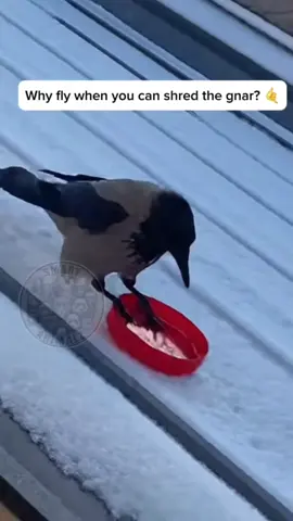 Tony Hawk has been real quiet since this footage dropped 🏂🐦 Crows and Ravens are among the few animals that engage in 