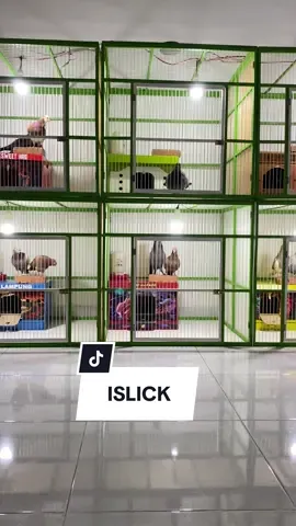 Kegiatan malam hari team HRD LAMPUNG ngamen ke PADEL #merpatikolongbebas #merpatilovers #merpatikolong #merpatikolongindonesia #hrdproduction 