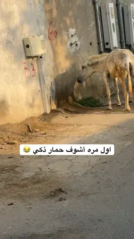 هذا الحمار امره غريب والله 😂😂😂😂😂