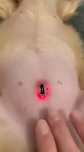Unbelievable discovery on our dog. A strange device, glowing red, responsive to touch. Is this real? اكتشاف لا يصدق على كلبنا. جهاز غريب، يتوهج باللون الأحمر، يستجيب للمس. هل هذا حقيقي؟ #conspiracytiktok #foundfootage #unreal #chilling #deepweb #viralmystery #petanomaly #نظريات #مخيف #عجيب