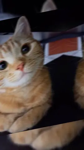 haa wlhi😂💸🤸🏼‍♀️#like #folowme #cat_funny #💗 #viyuusproplem💔😭 