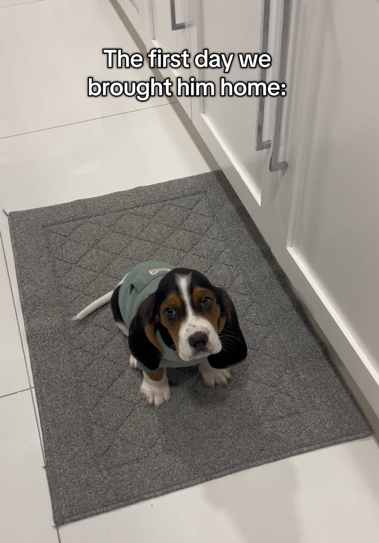 now he’s a full time chaotic gremlin 🤪 #bassethound #bassethoundsoftiktok #houndlife #funnydog #crazydog 