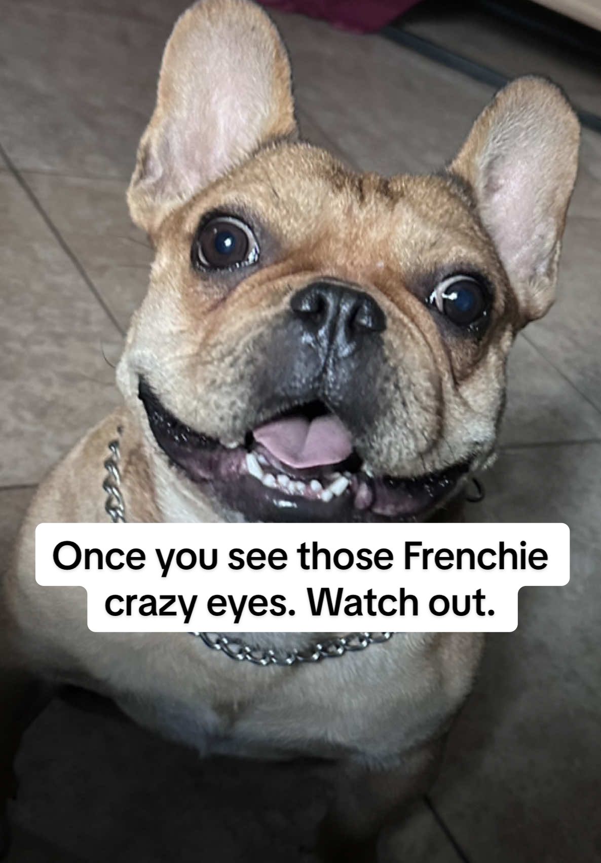 When you see those Frenchie eyes, watch out!! #frenchie #frenchbulldog #frenchiesoftiktok #dog #crazyeyes 