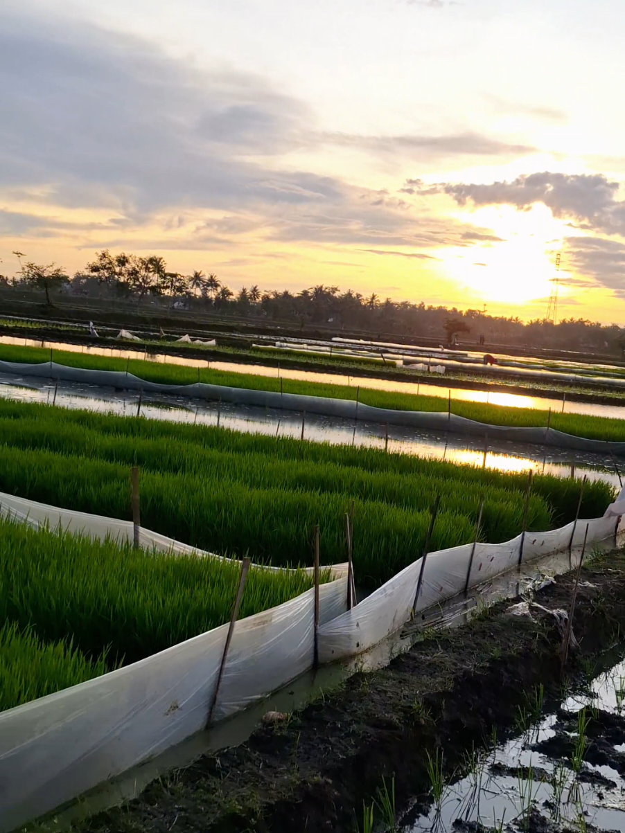 damai jiie #petaniindonesia🇮🇩🇮🇩🇮🇩🌿🌿 #petanimuda #fyphariini #fypシ゚viral #pwt24jam 