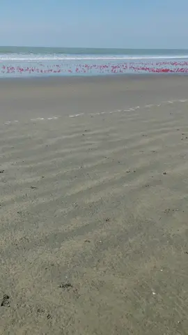 সমুদ্রের মধ্যে প্রথম কাঁকড়া দেখলাম 🙄#trending #foryou #trend 