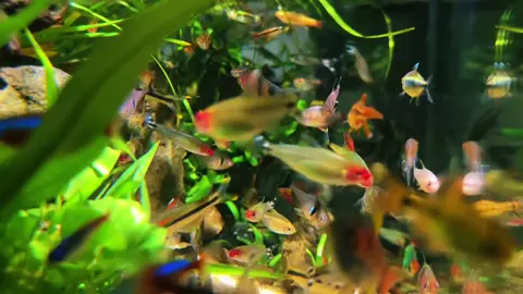 Nhường lại đam mê cho các ae ở gần nhé. Tân Phú-TP HCM👍 Cá khoẻ, ăn tốt màu đẹp  Ưu tiên ae ở gần cho tiện đường, không ship xa nhé.❤️❤️❤️ #phamkha #beca #cathuysinh #miameca #becacongdong 