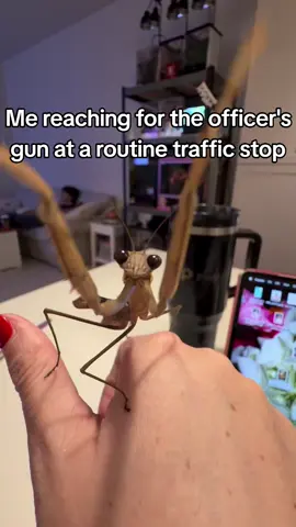 guys, my tax dollars literally paid for it so its fine—he can share 😾😤 ... #meme #bug #prayingmantis #silly #shitposting 