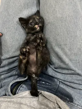 #แมว สงสัยไม่อยากอยู่ด้วยกันแล้ว😂