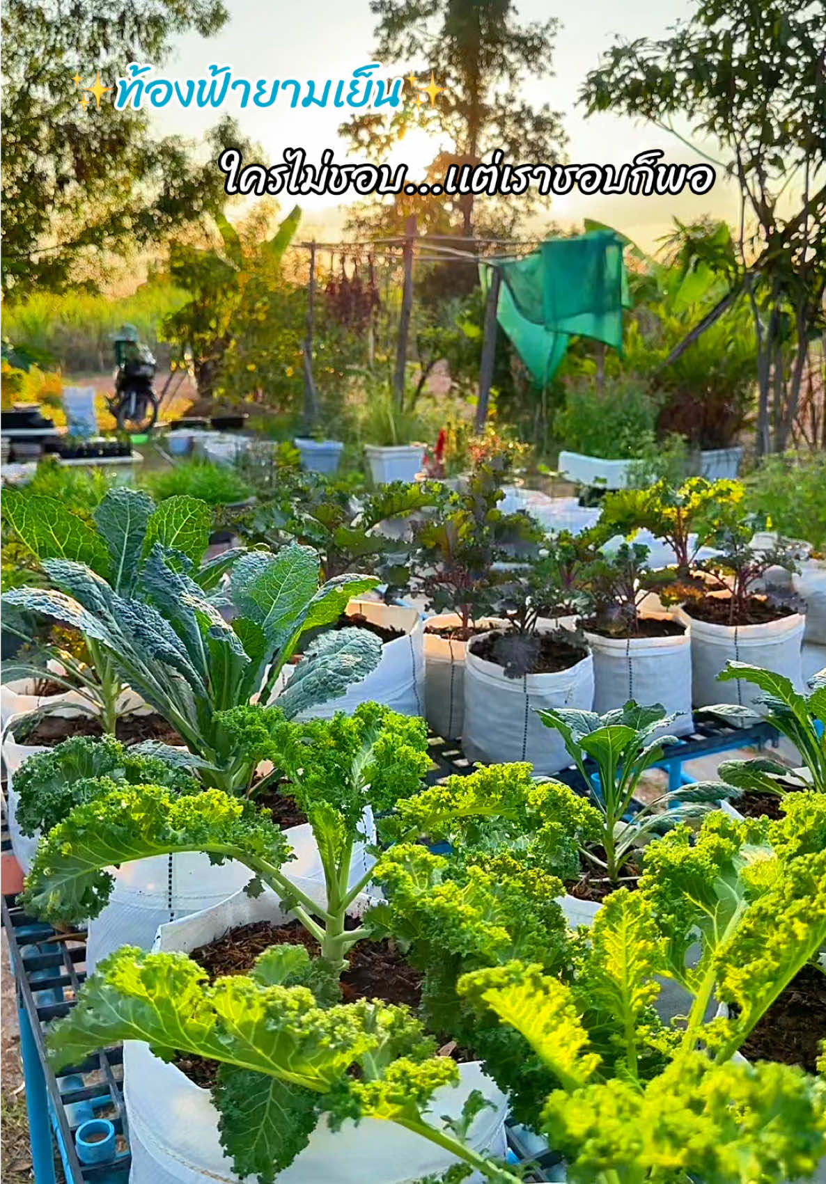 สวนผักเคลยามเย็นพระอาทิตย์กำลังจะตกดินค่ะ สวนผักเคลภาคอีสาน ##ผักเคล#เกษตรอินทรีย์##ปลูกผัก##ปลูกผักเคลปลอดสาร##สุขภาพ 